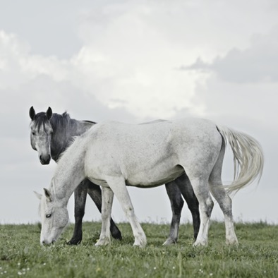 HORSES 003