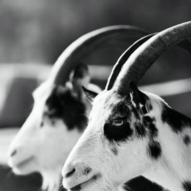ANIMAL PORTRAITS II 11