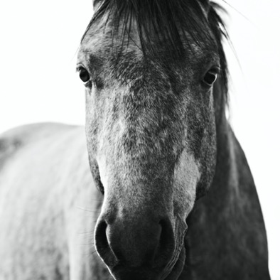 HORSES 008