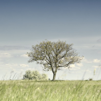 COUNTRYSIDE I 261 1